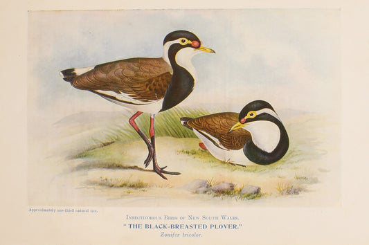 Bird, North Alfred John, Black Breasted Plover, Insectivorous Birds of NSW, 1896-7