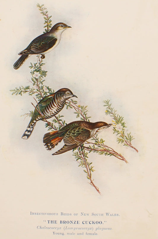 Bird, North Alfred John, Bronze Cuckoo, Insectivorous Birds of NSW, 1896-7