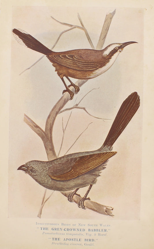 Bird, North Alfred John, Grey Crowned Babbler or Apostle Bird, Insectivorous Birds of NSW, 1896-7