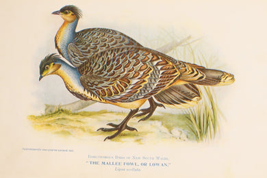 Bird, North Alfred John, Mallee Fowl or Lowan, Insectivorous Birds of NSW, 1896-7
