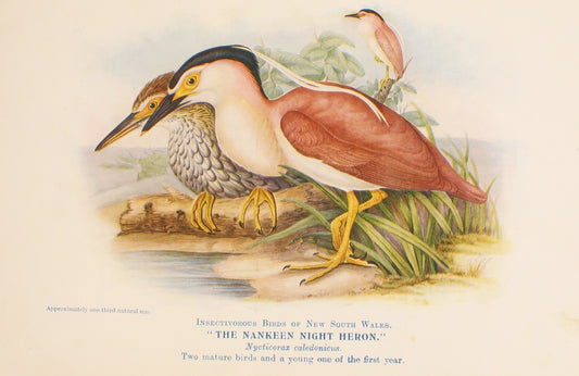 Bird, North Alfred John, Nankeen Night Heron, Insectivorous Birds of NSW, 1896-7