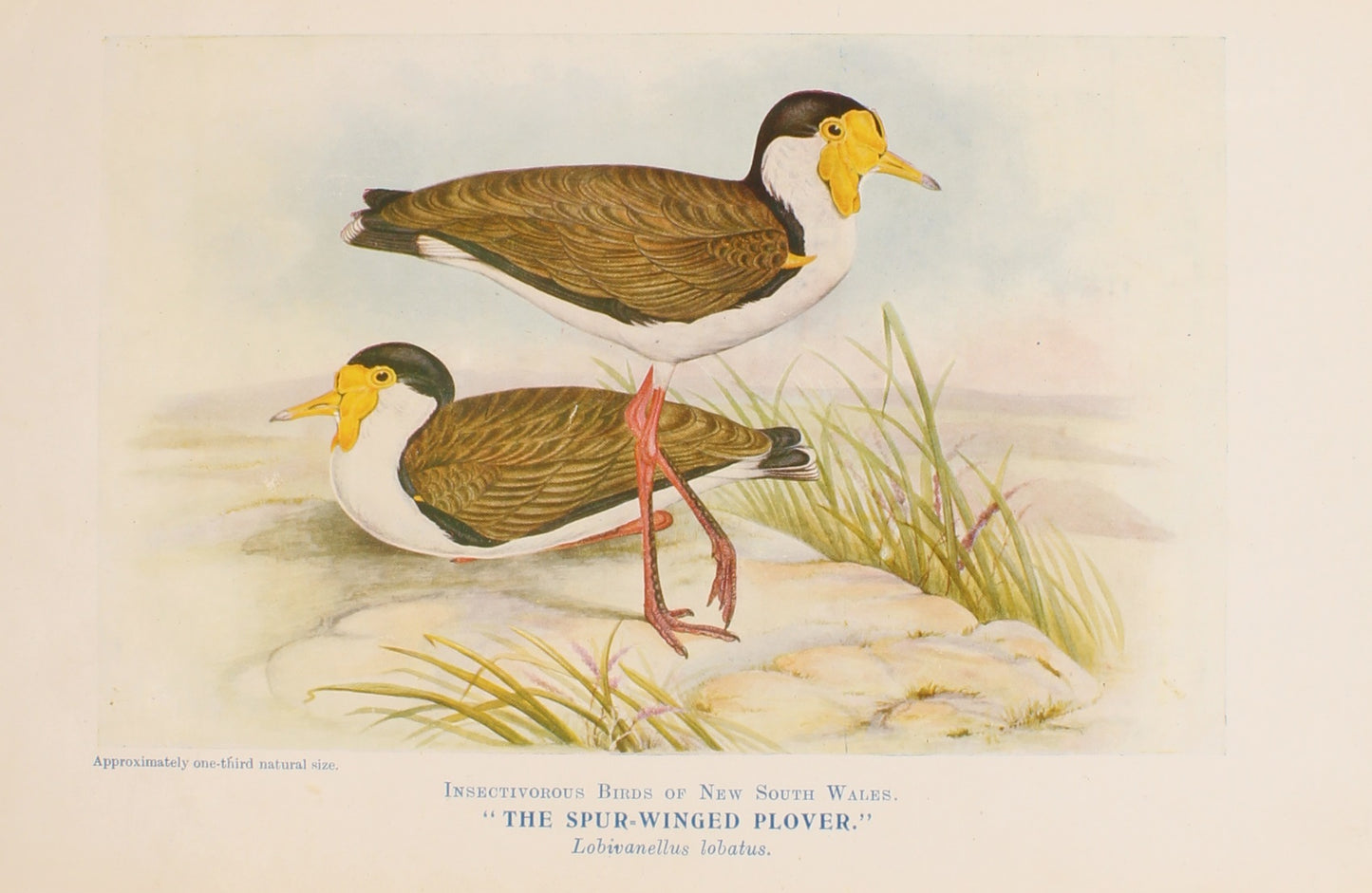Bird, North Alfred John, Spur Winged Plover, Insectivorous Birds of NSW, 1896