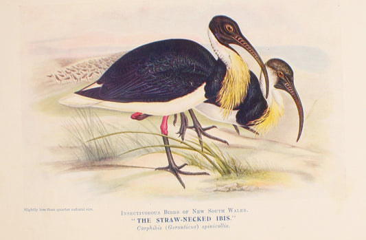 Bird, North Alfred John, Straw Necked Ibis, Insectivorous Birds of NSW, 1896