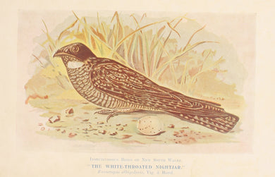 Bird, North Alfred John, White Throated Nightjar, Insectivorous Birds of NSW, 1896