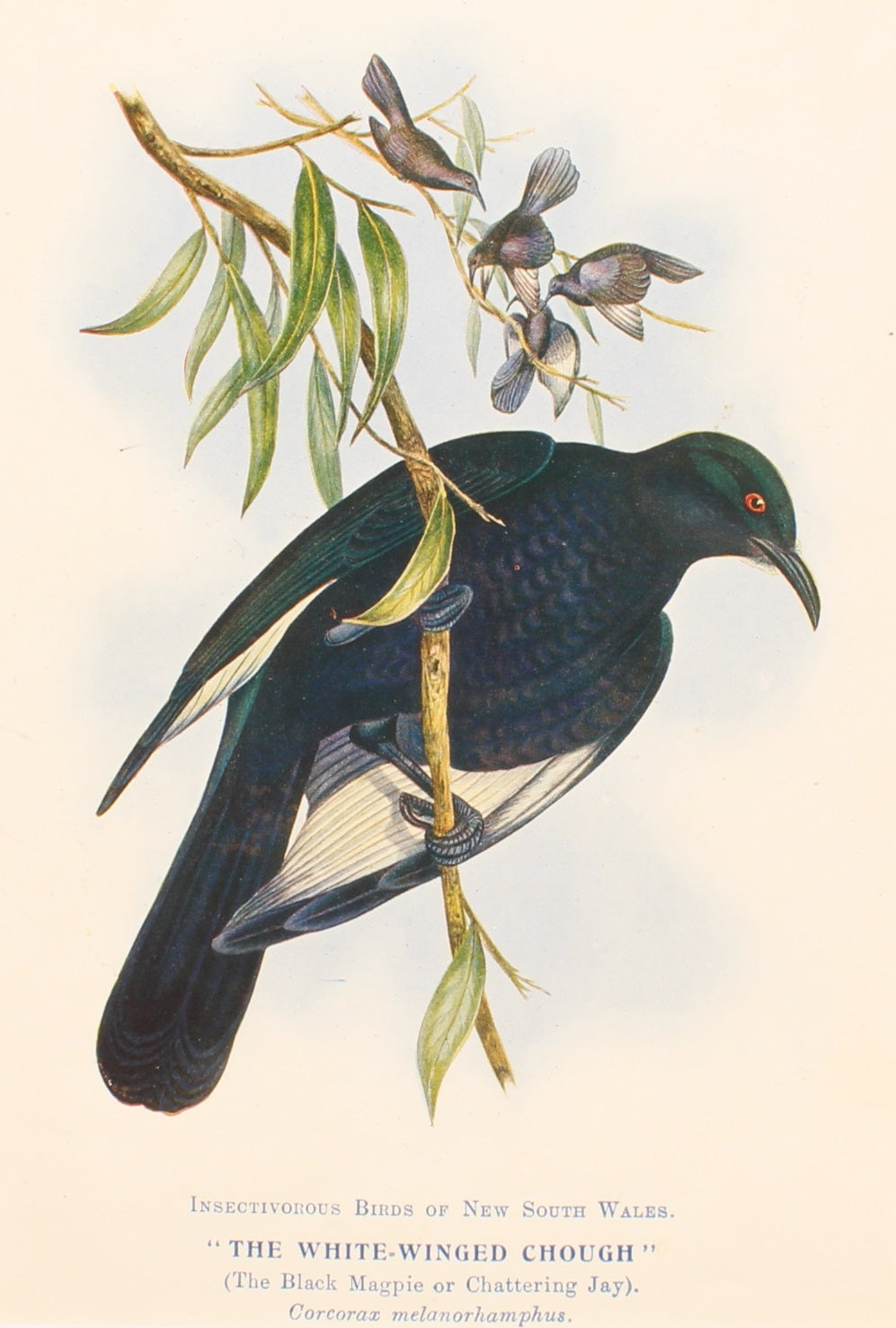 Bird, North Alfred John, White Winged Chough  Insectivorous Birds of NSW, 1896
