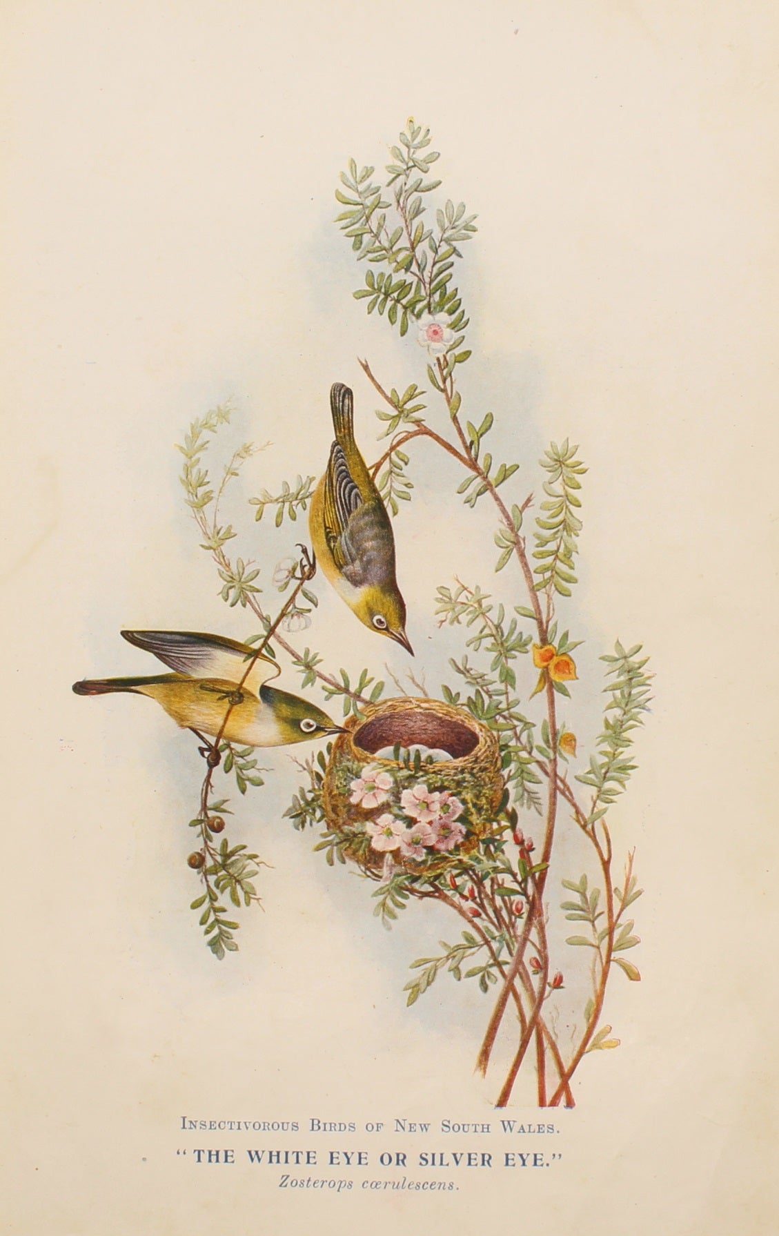Bird, North Alfred John, The White Eye or Silver Eye, Insectivorous Birds of NSW, 1896