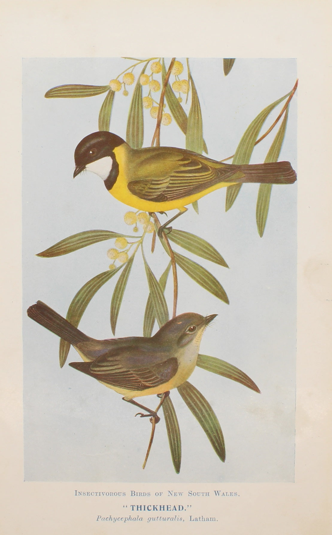 Bird, North Alfred John, Thickhead, Insectivorous Birds of NSW, 1896