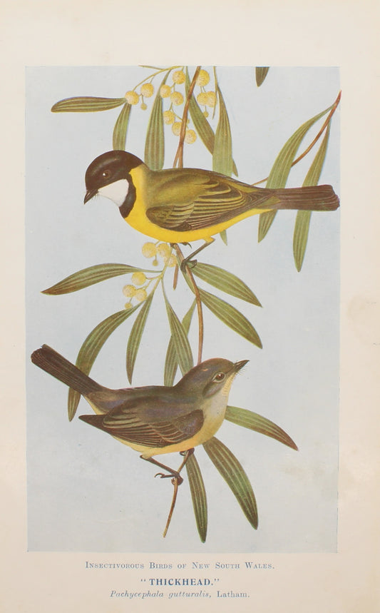 Bird, North Alfred John, Thickhead, Insectivorous Birds of NSW, 1896