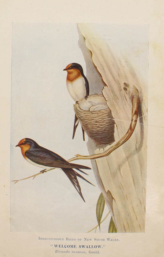 Bird, North Alfred John, Welcome Swallow, Insectivorous Birds of NSW, 1896