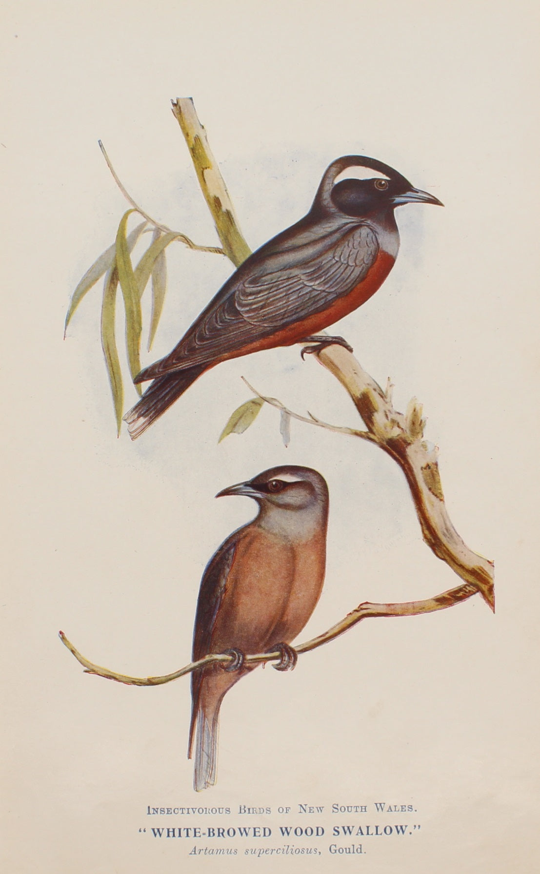 Bird, North Alfred John, White Browed Wood Swallow,  Insectivorous Birds of NSW, 1896