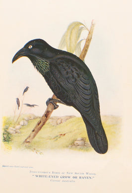 Bird, North Alfred John, White Eyed Crow or Raven, Insectivorous Birds of NSW, 1896-7