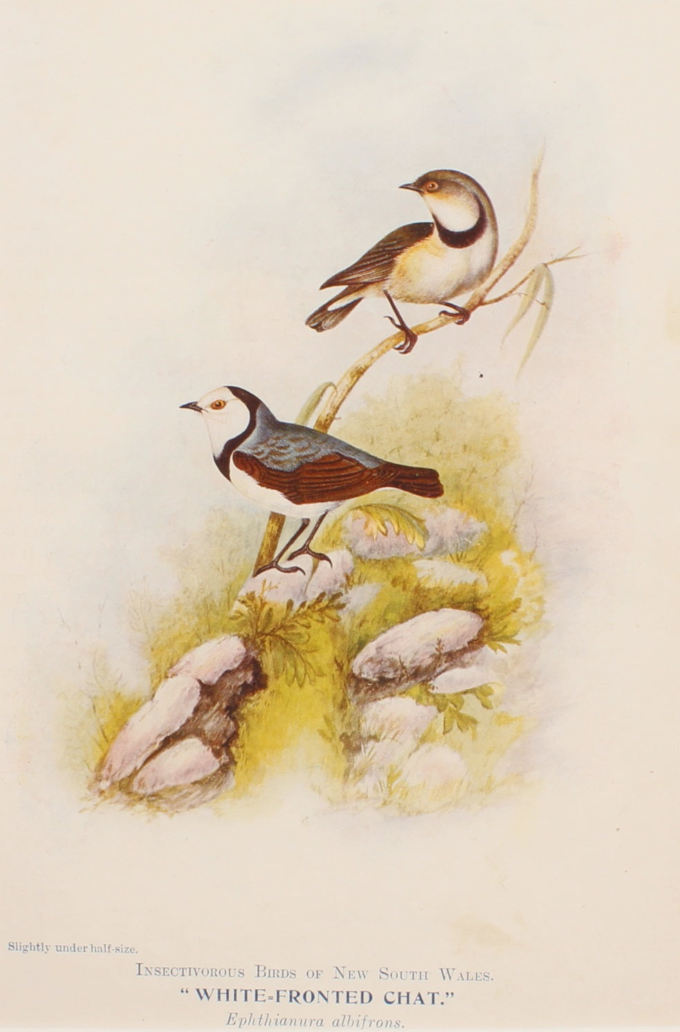 Bird, North Alfred John, White Fronted Chat, Insectivorous Birds of NSW, 1896-7