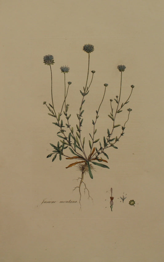 Botanical, Curtis William, Jasione Montana, Hairy Sheeps Scabious, Flora Londonensis, c1817