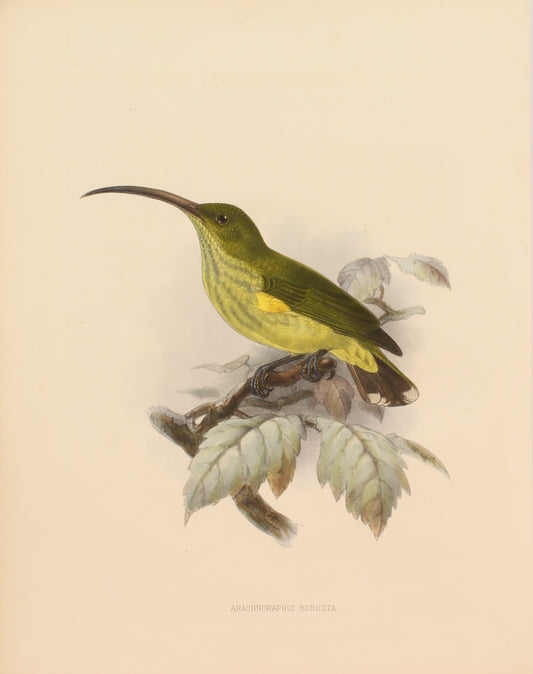 Bird, Keulemans John Gerard, , Arachnoraphis Robusta  c1876 - 1880,