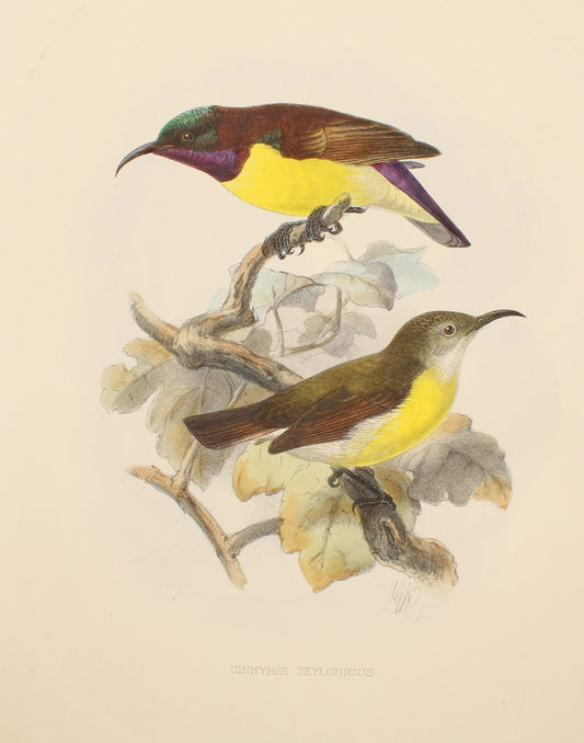 Bird, Keulemans John Gerard, , Cinnyris Zeyloncus, c1876 - 1880,
