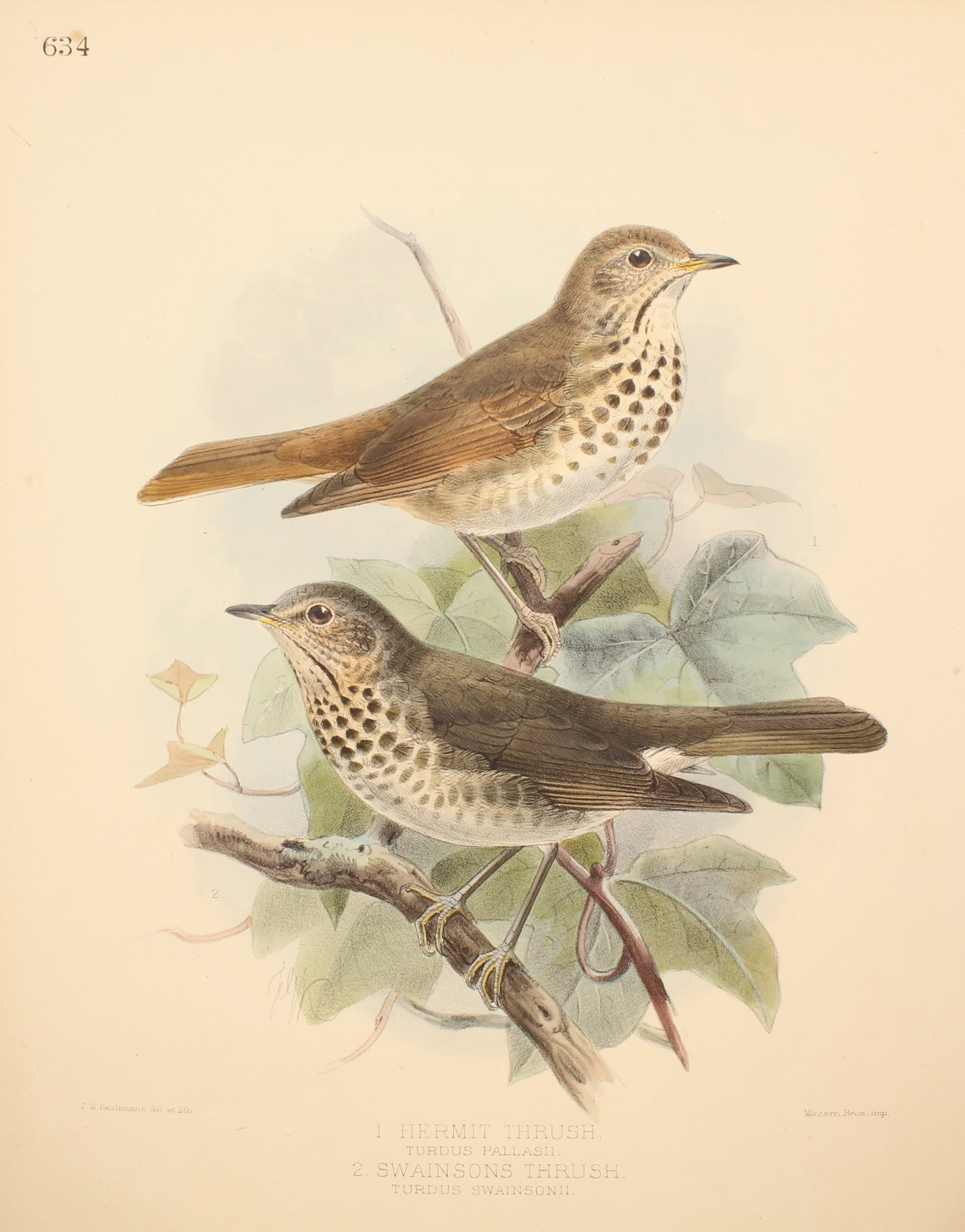 Bird, Keulemans John Gerard, ,Hermit Thrush and Swainsons Thrush, c1876 - 1880