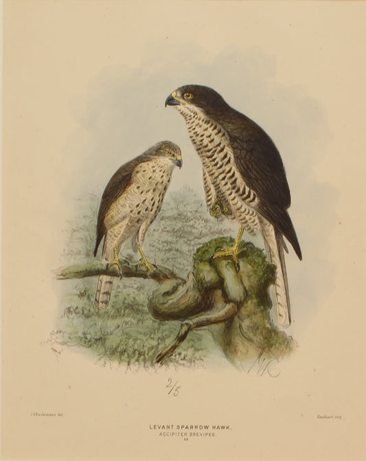 Bird, Keulemans John Gerard, Levant Sparrow Hawk , c1876 - 1880,