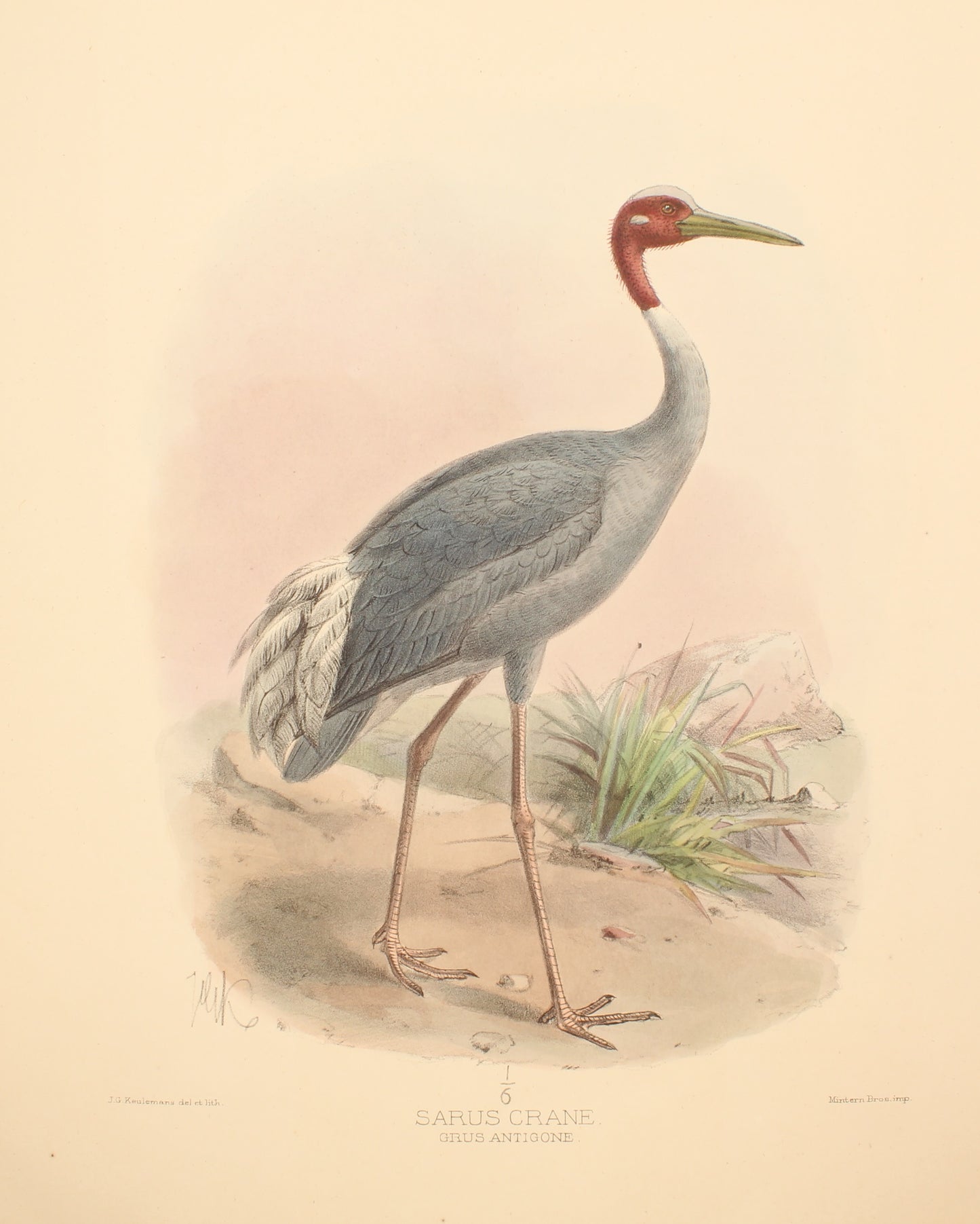 Bird, Keulemans John Gerard, Sarus Crane, c1876 - 1880,