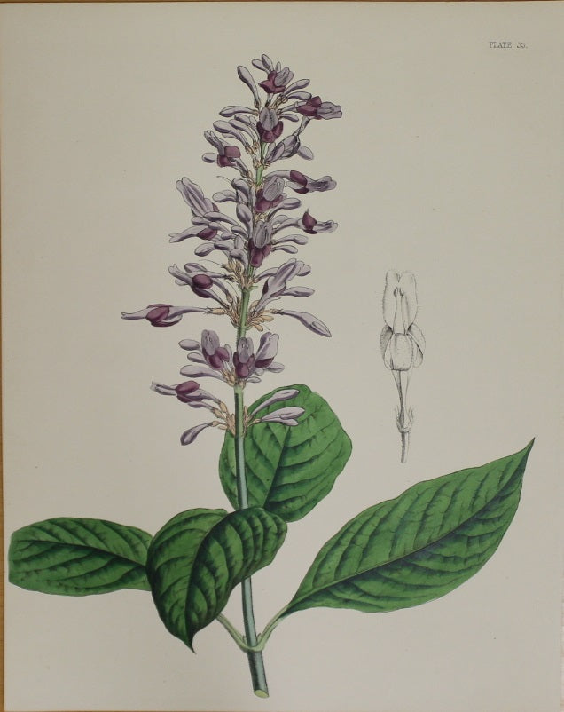 Botanical, Constans, L, The Lilac Thyrsacanth, Plate 53, c1850