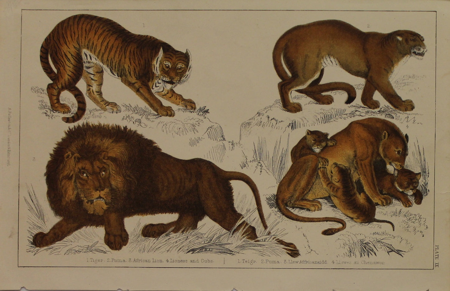 Animals, Leopard and Panther, PIX, Zoological Lectures at the Royal Institution, George Shaw, c 1801