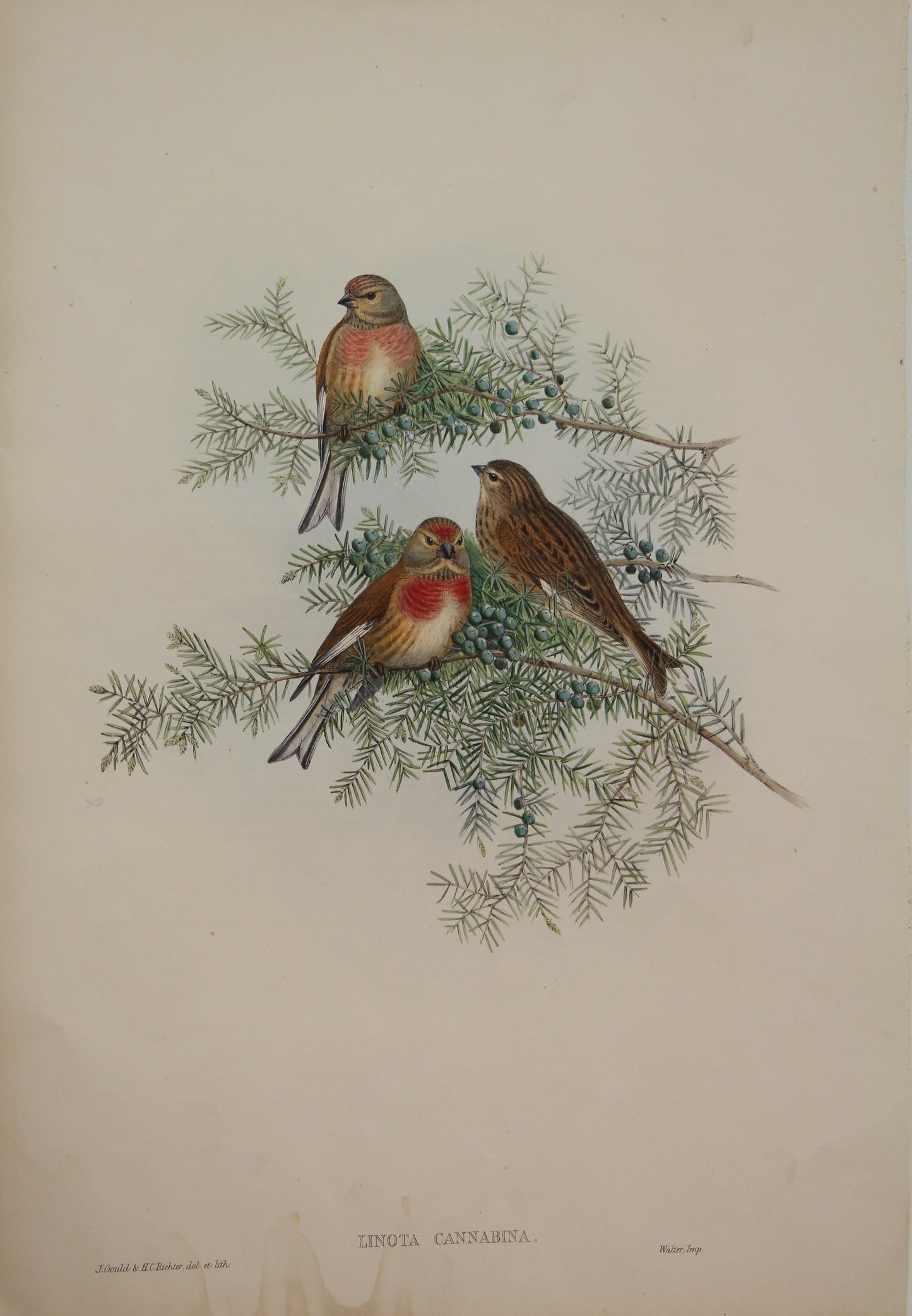 Bird, Gould, John, Linota Carabina, 1875- 1888