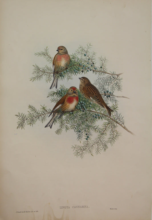 Bird, Gould, John, Linota Carabina, 1875- 1888
