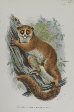 Animals, Lydekker Richard, The Black Eared Mouse- Lemur, chromolithograph, 1896
