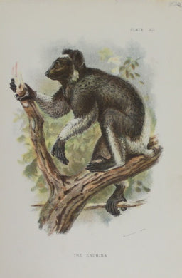 Animals, Lydeckker Richard, The Endrina, chromolythograph, 1896