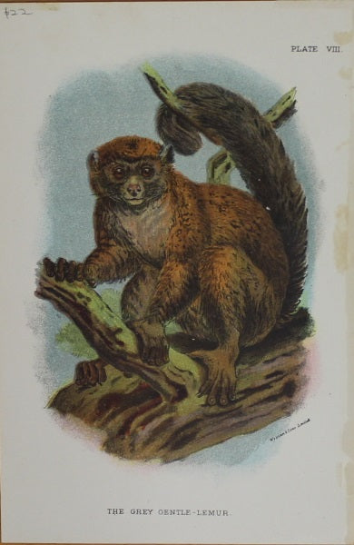 Animals, Lydekker Richard, The Grey Gentle, Chromolithograph 1896