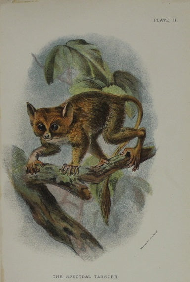 Animals, Lydekker Richard,  The Spectral Tarsier 1896