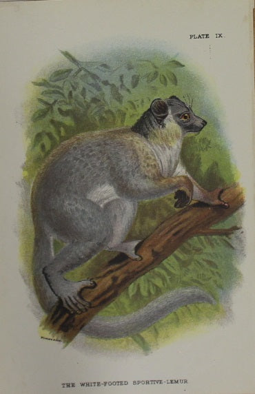 Animals, Lydekker Richard, The White - Footed Sportive, Chromolithograph, 1896