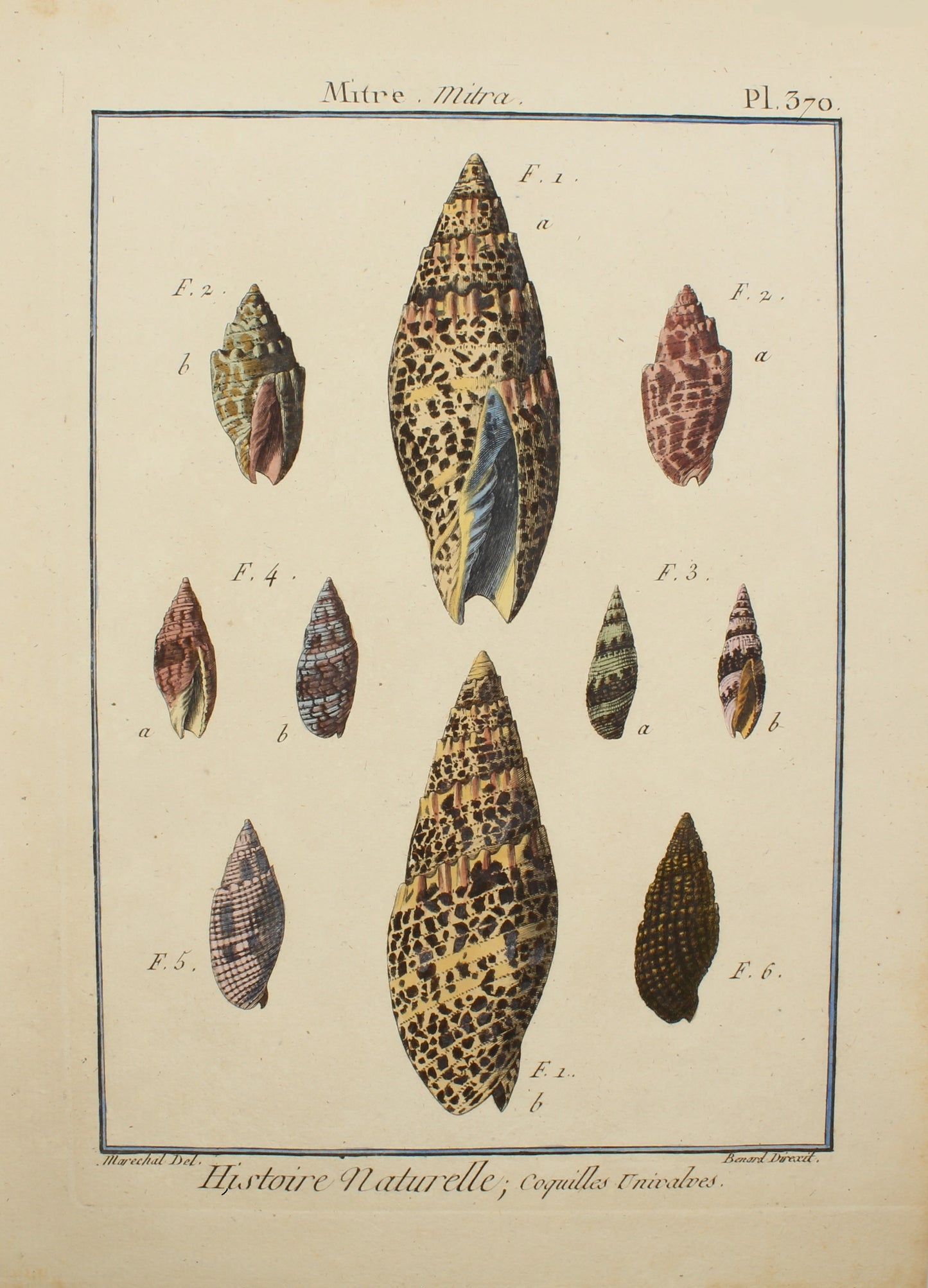 Seashells, Redoute Henri-Joseph, Histoire Naturelle, Mitre, Coquilles Univalves, Plate 370, c1791-1797
