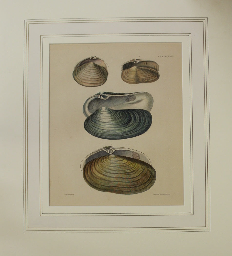 Seashells, Brown Captain Thomas, Bivalve Shells, Plate XLIII, 1827