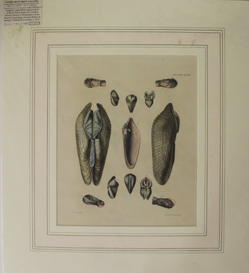 Seashells, Brown Captain Thomas, Bivalve Shells, Plate XLIX, 1827