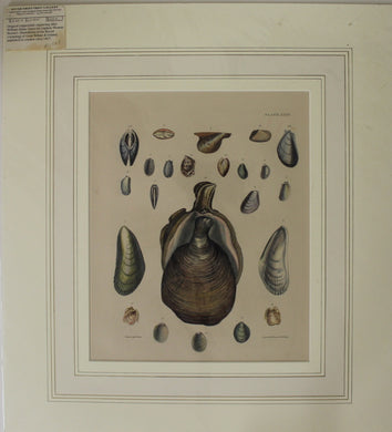 Seashells, Brown Captain Thomas, Bivalve Shells, Plate XXIII,  1827