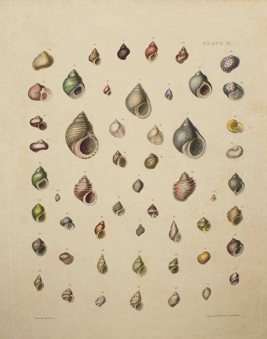 Seashells, Brown Captain Thomas, Plate x,  1827