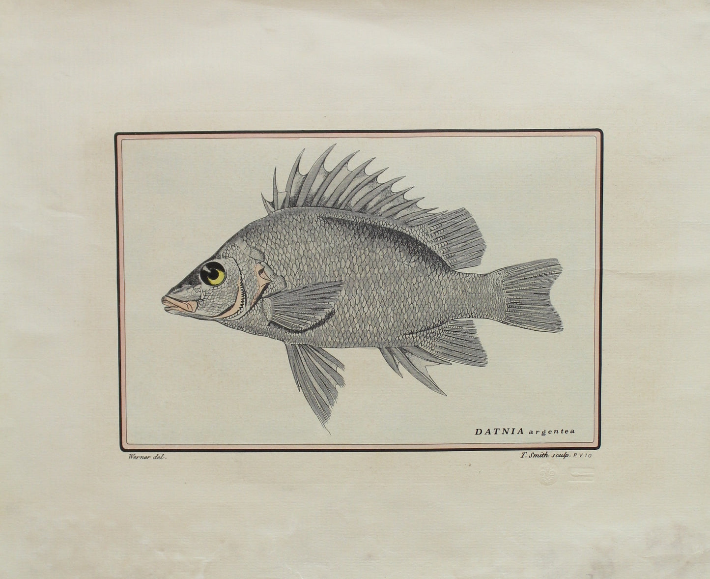 Marine, Fish, Datnia Argentea