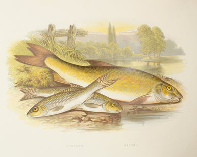 Marine, Fish, Gudgeon, Barbel c1875