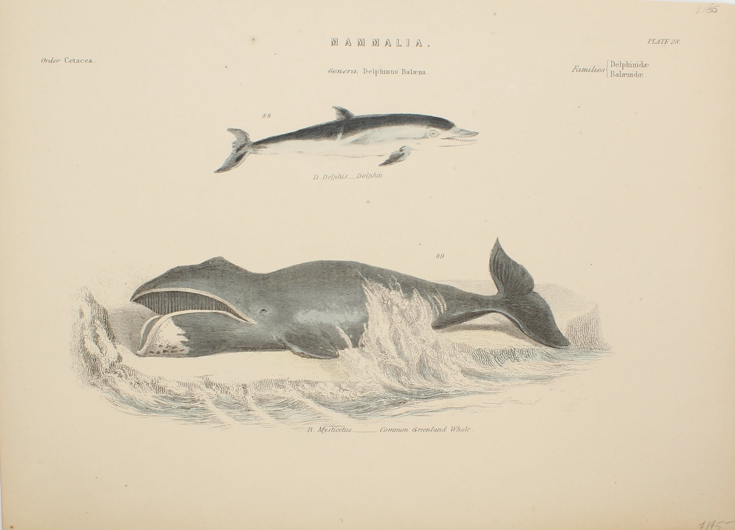 Marine, Fish, Mamalia, Dolphin, Common Greenland Whale, Plate 28, c1870