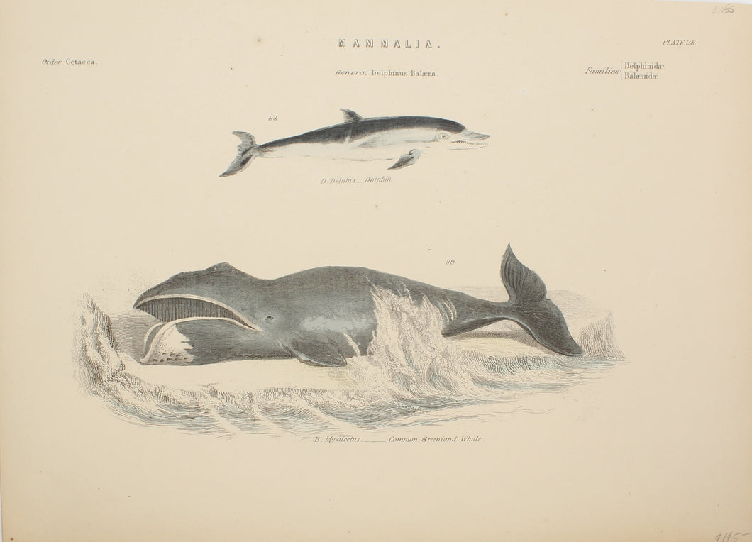 Marine, Fish, Mamalia, Dolphin, Common Greenland Whale, Plate 28, c1870