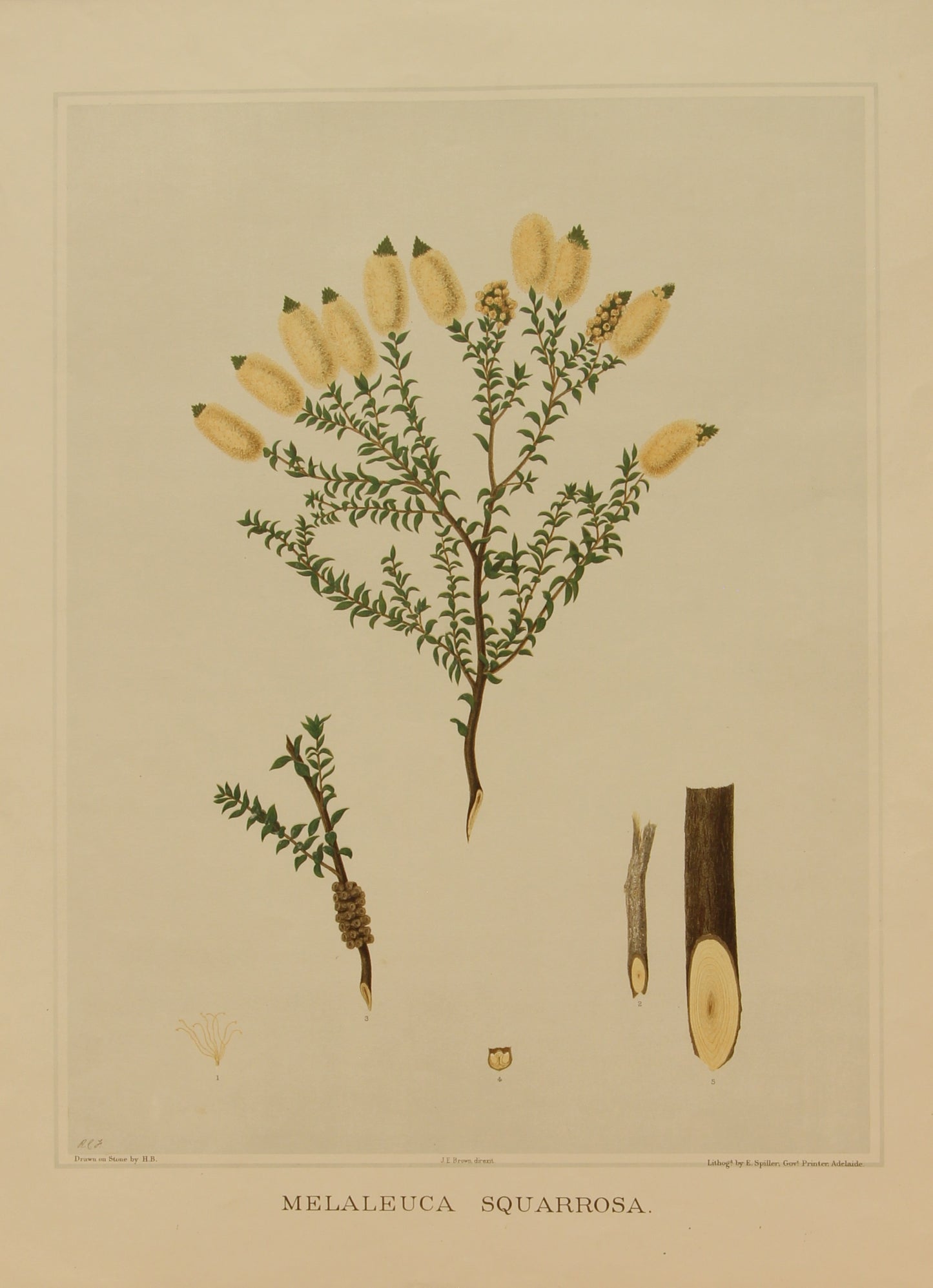 Botanical, Brown John Ednie, Melaluca Squarrosa, chromolithograph, 1882-1890
