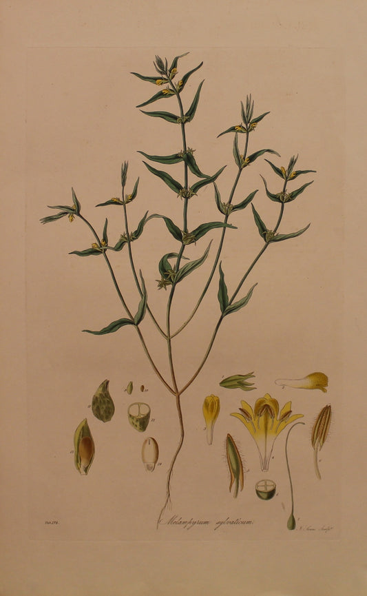 Botanical, Curtis William, Melampyrum Sylvaticum, Small-Flowered Cow-Wheat, Flora Londonensis, c1817