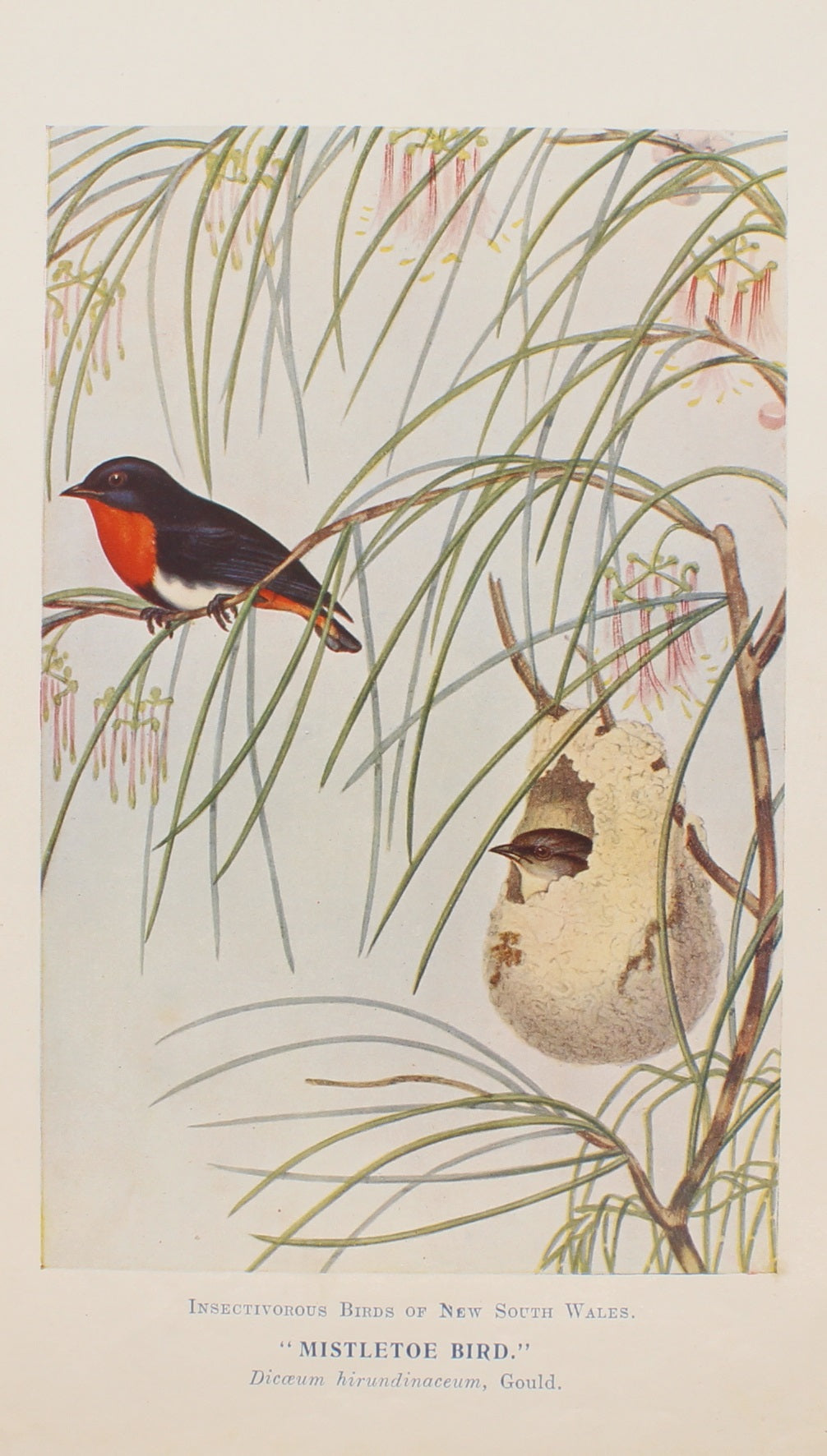 Bird, North, Alfred John, Mistletoe Bird, Insectivorous Birds of NSW, 1896-7