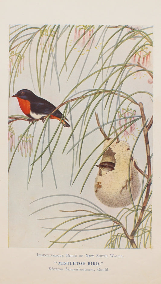 Bird, North, Alfred John, Mistletoe Bird, Insectivorous Birds of NSW, 1896-7