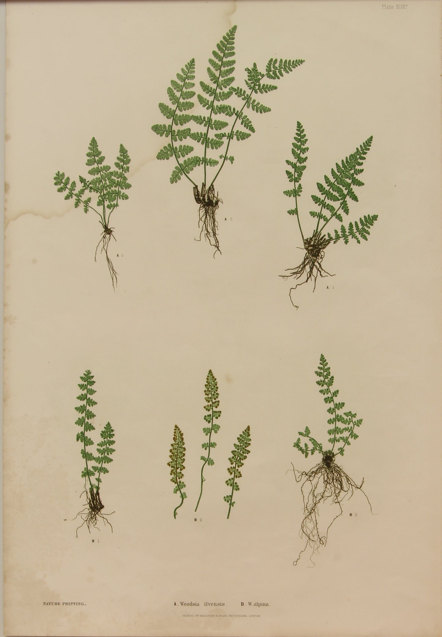 Botanical, Nature Printing, Bradbury Henry, c1865