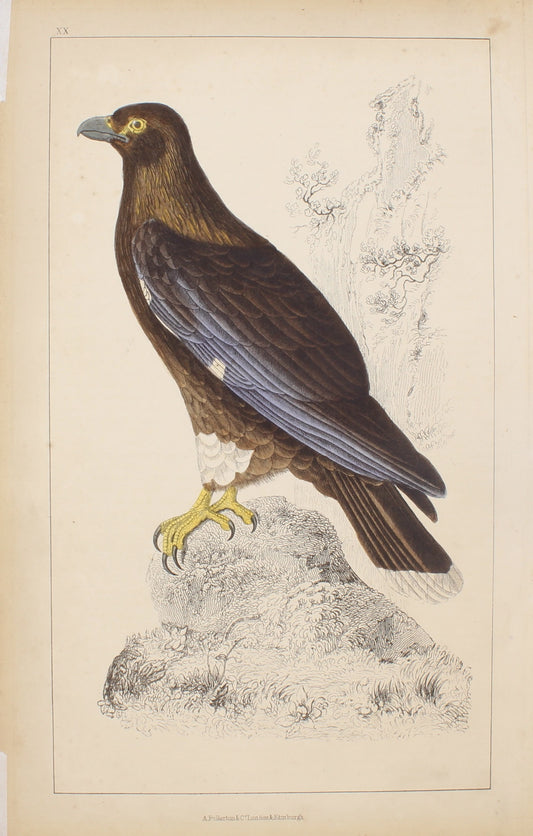 Birds, New Zealand Caracara, Oliver Goldsmith for a History of the Earth and Animated Nature, c1848