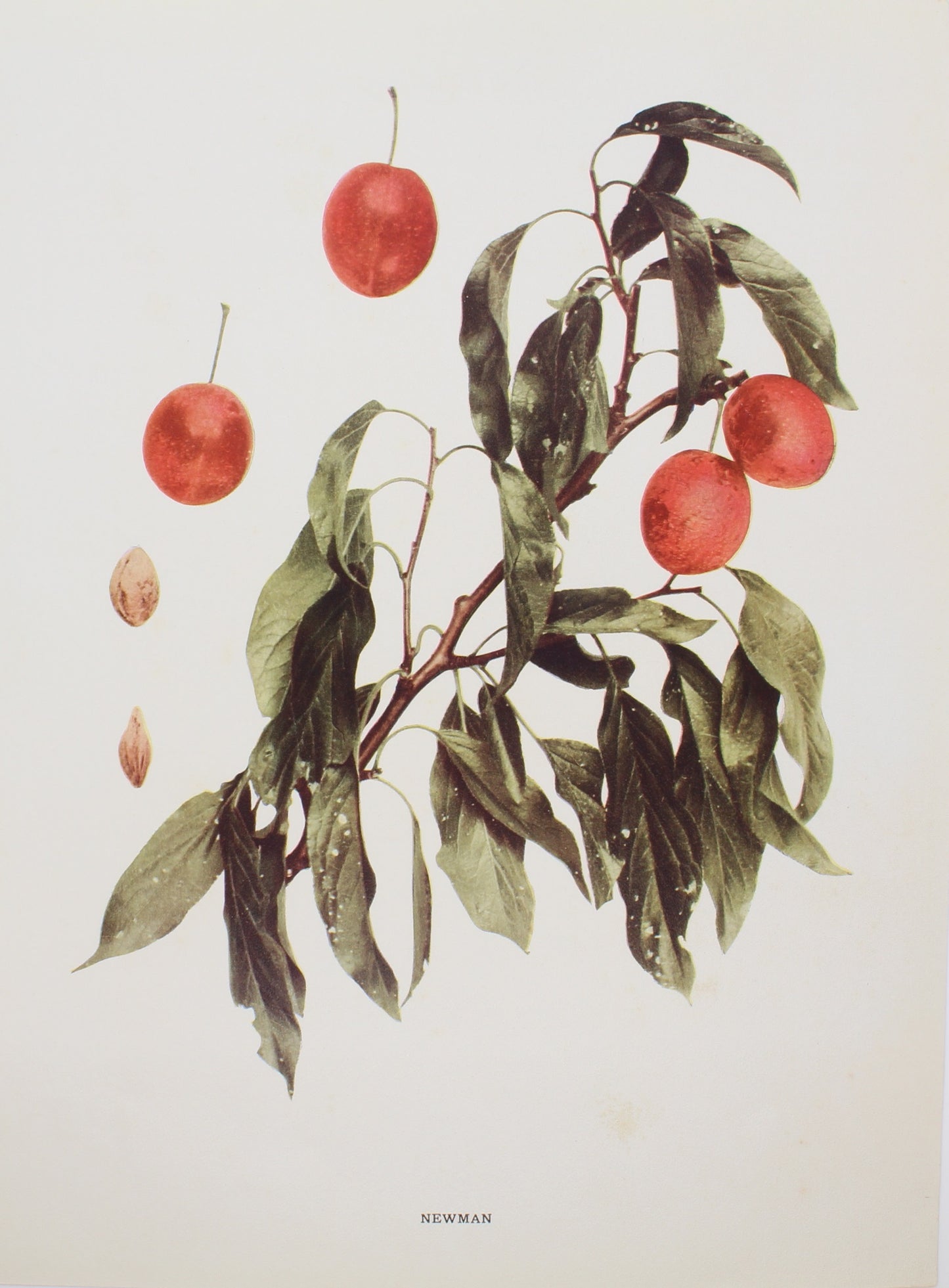 Botanical, Fruit, Newman, Plum