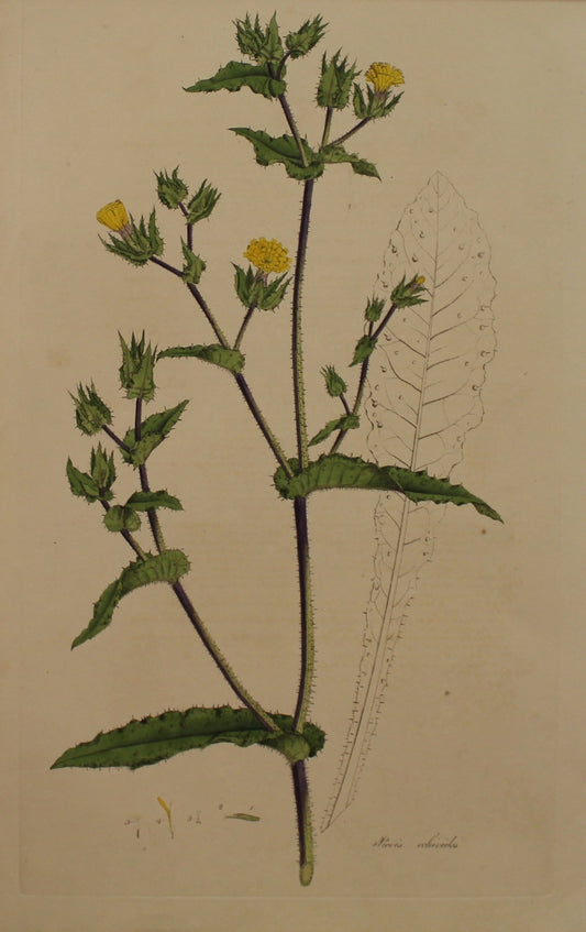 Botanical, Curtis William, Picris Echioides, Ox-Tongue, Flora Londonensis, c1817