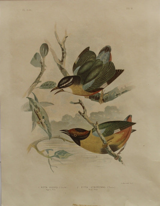 Bird: Broinowski Gracius J, Pitta Vigorisi and Pitta Strepitans, c1891