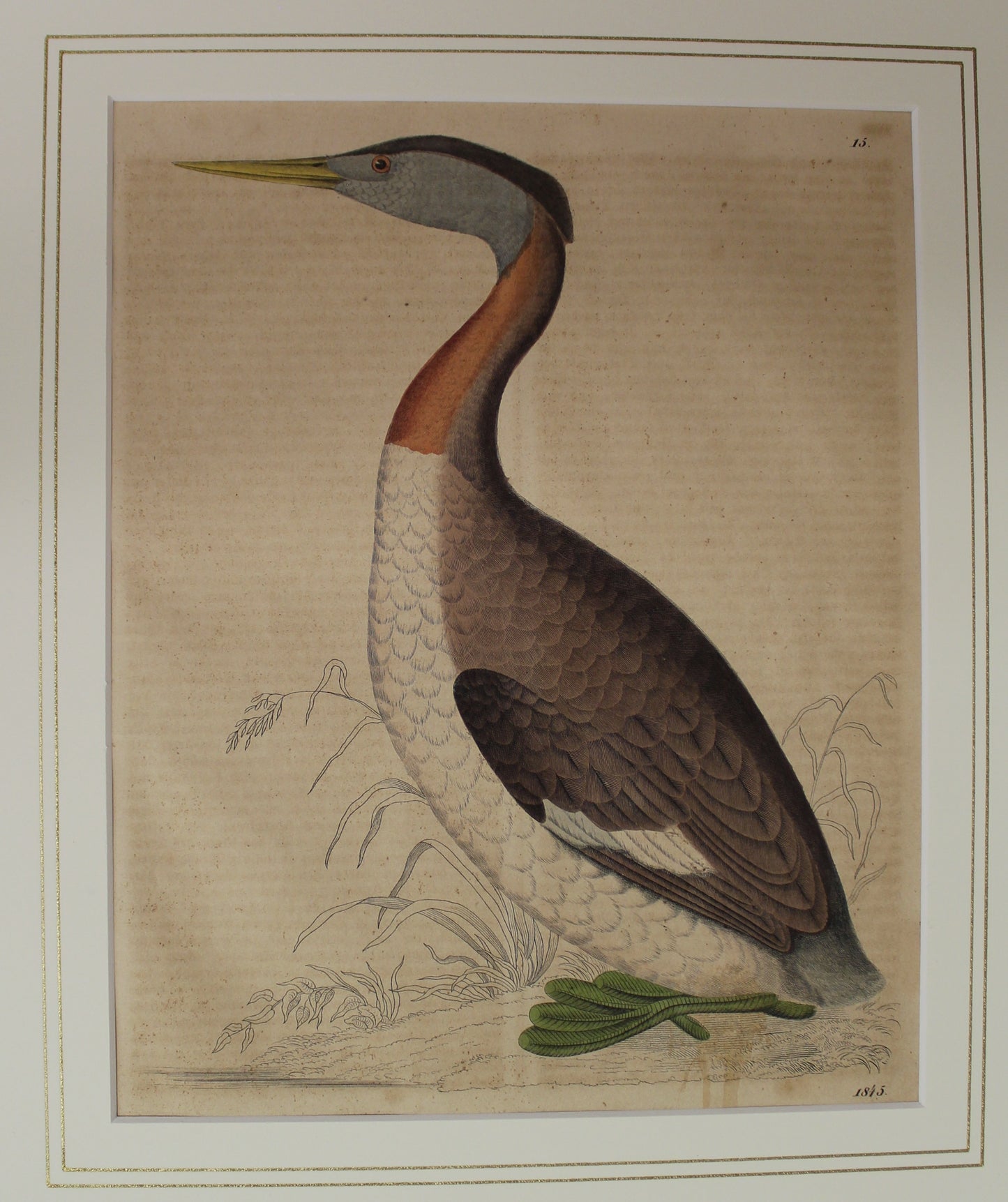 Bird, Plate 15 From German Natural History c1845